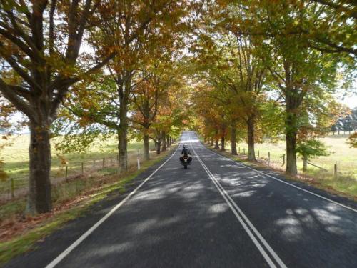 Autumn in Tenterfield