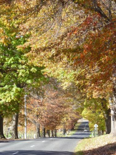 Autumn in Tenterfield